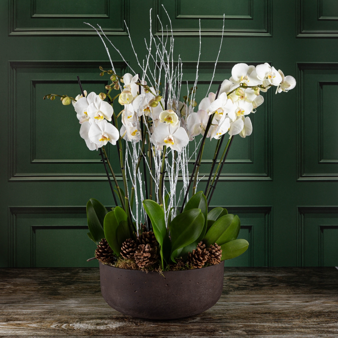 Christmas Orchid Bowl