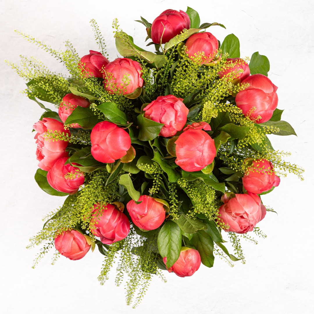 Coral Peonies