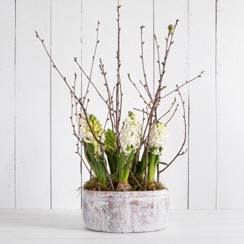 The Hyacinth Bowl