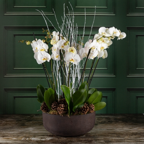 Christmas Orchid Bowl