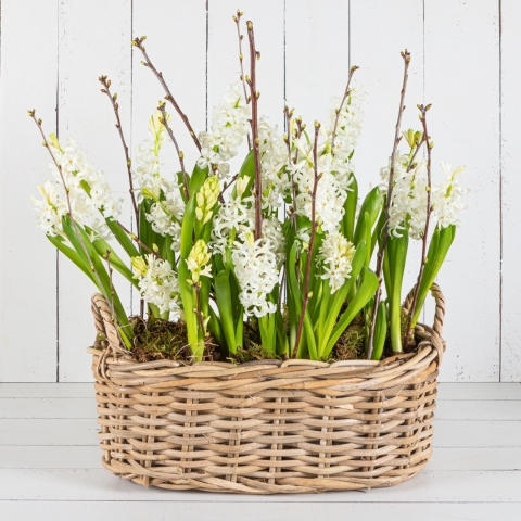 Cotswold Hyacinth Basket