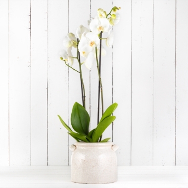 Fabulous white orchid in crackle pot