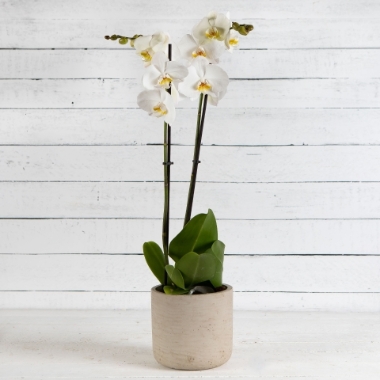 Fabulous White Orchid
