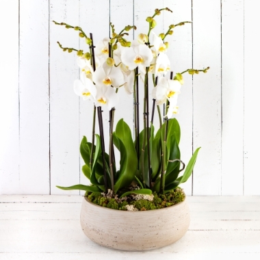 Luxury White Orchid Bowl
