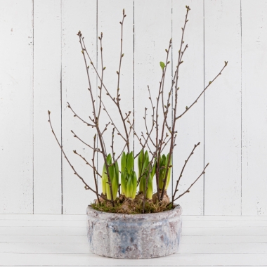 The Hyacinth Bowl