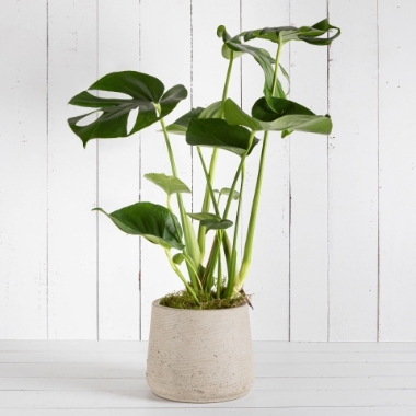 The Monstera Plant